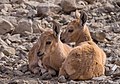 Image 47Two juvenile Nubian ibex