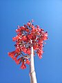 Fleur de l'hybride Bryophyllum × houghtonii