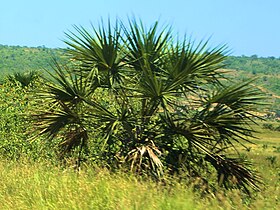 Matebeira no Parque Nacional da Quissama