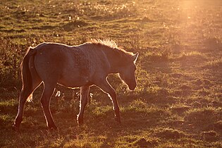 Backlit Konik foal at golden hour