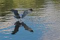 Larus Canus fishing (2)