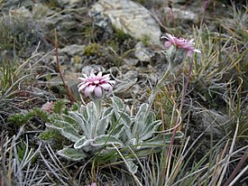 Leucheria hahnii. Общий вид растения.