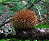 Spiny puffball (Lycoperdon echinatum)