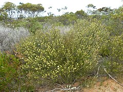 Description de l'image Melaleuca uncinata (habit).JPG.