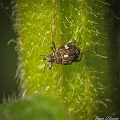 Description de l'image Mogulones asperifoliarum.jpg.