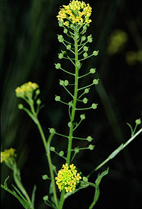 N. paniculata