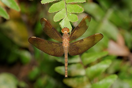 Neurothemis fulvia female