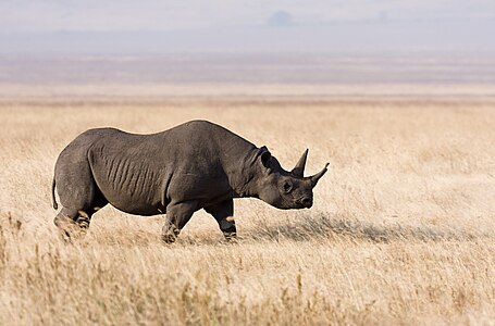 Black rhinoceros, by Ikiwaner (edited by John O'Neill)