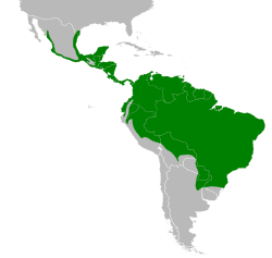 Distribución geográfica del chotacabras pauraque.