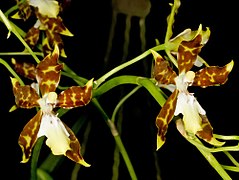 Description de l'image Oncidium maculatum Orchi 026.jpg.