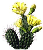 Opuntia sulphurea