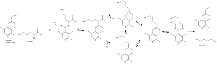 ornithine decarboxylase mechanism