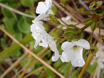 Flowers, showing irregular calyces