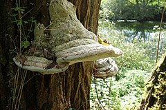 Description de l'image Phellinus trivialis.JPG.