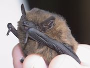 Brown bat