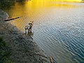 Teufelssee (Westseite) Das Wasser sieht halbwegs sauber aus, aber ich würde es nicht trinken