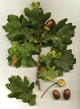 Metsätammi (Quercus robur)