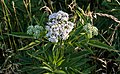 Бурјан, апта, или аптовина (Sambucus ebulus)