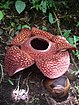 Rafflesia