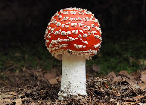 Мухара (lat. Amanita muscaria var. aureola) у шуми Головец (Словенија). Ова отровна гљива припада роду Amanita, којем припадају неке од најотровнијих гљива на свету попут Зелене пупавке, али и јестиве гљиве попут Јајчаре