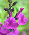 Salvia muelleri