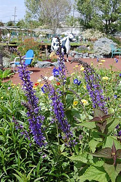 Description de l'image Salvia transsylvanica (5622263560).jpg.