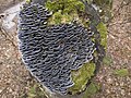 T. versicolor covering a stump