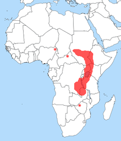 Distribuição do Balaeniceps rex na África