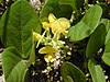 beach pea, Vigna marina (flowers and leaves); Kanaha Beach, Maui