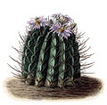 Stenocactus coptonogonus