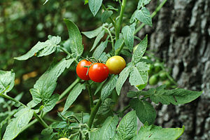 photographie de trois tomates sur la plante