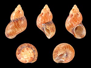 Tricolia pullus canarica