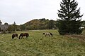 Horses on pasture within the village