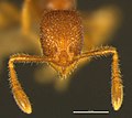 Голова муравья Tyrannomyrmex alii