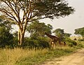 Murchison-Falls-Nationalpark