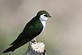 Violet-green Swallow, Yellowstone NP, WY