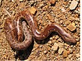 Withakers Sandboa (Eryx whitakeri)