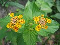 Blooming Lantana