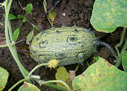 Fruit vert et jeune tige