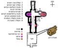 תמונה ממוזערת לגרסה מ־22:53, 20 במאי 2012