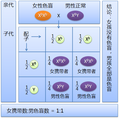 於 2009年4月10日 (五) 12:00 版本的縮圖