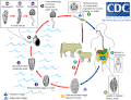 Miniatura della versione delle 17:59, 10 mag 2006