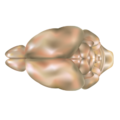 Mouse brain, dorsal view