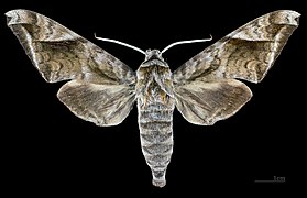 Male, dorsal - MHNT