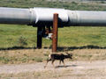 A pipeline running through Alaska, with a caribou