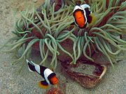 A. polymnus (saddleback anemonefish)