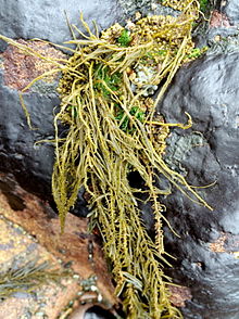 Analipus japonicus (sea fir) North Moonstone beach, Cambria CA. Note the dark basal crust, or "tar spot", the overwintering phase.