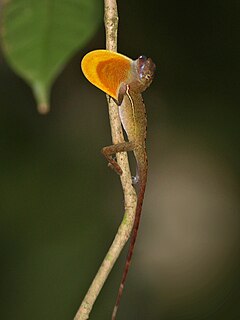 Description de l'image Anolis osa.jpg.