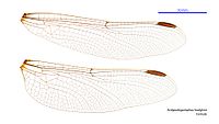 Female wings