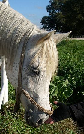 Tête d'un cheval arabe turc de robe grise